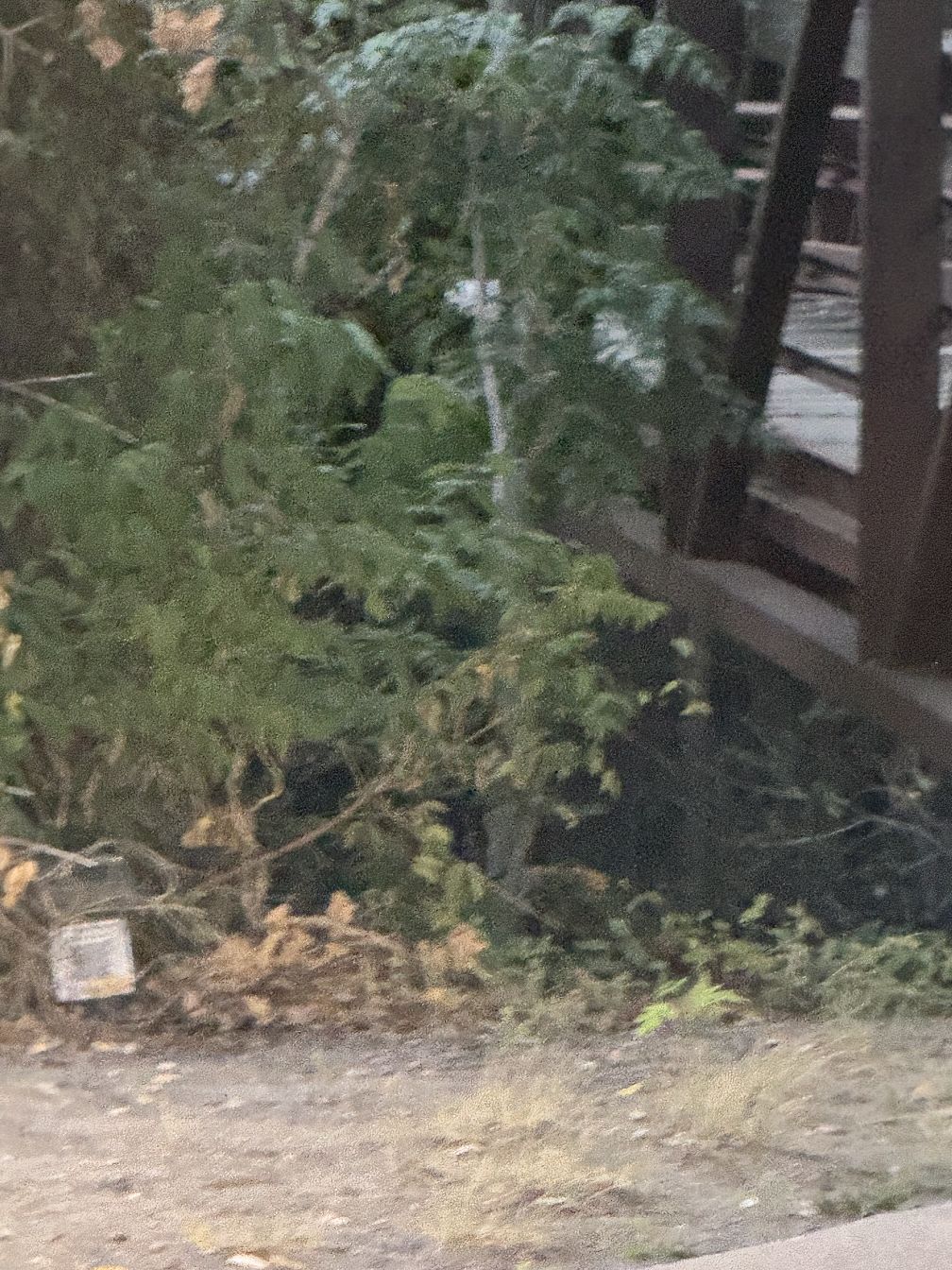 foxLocationImage